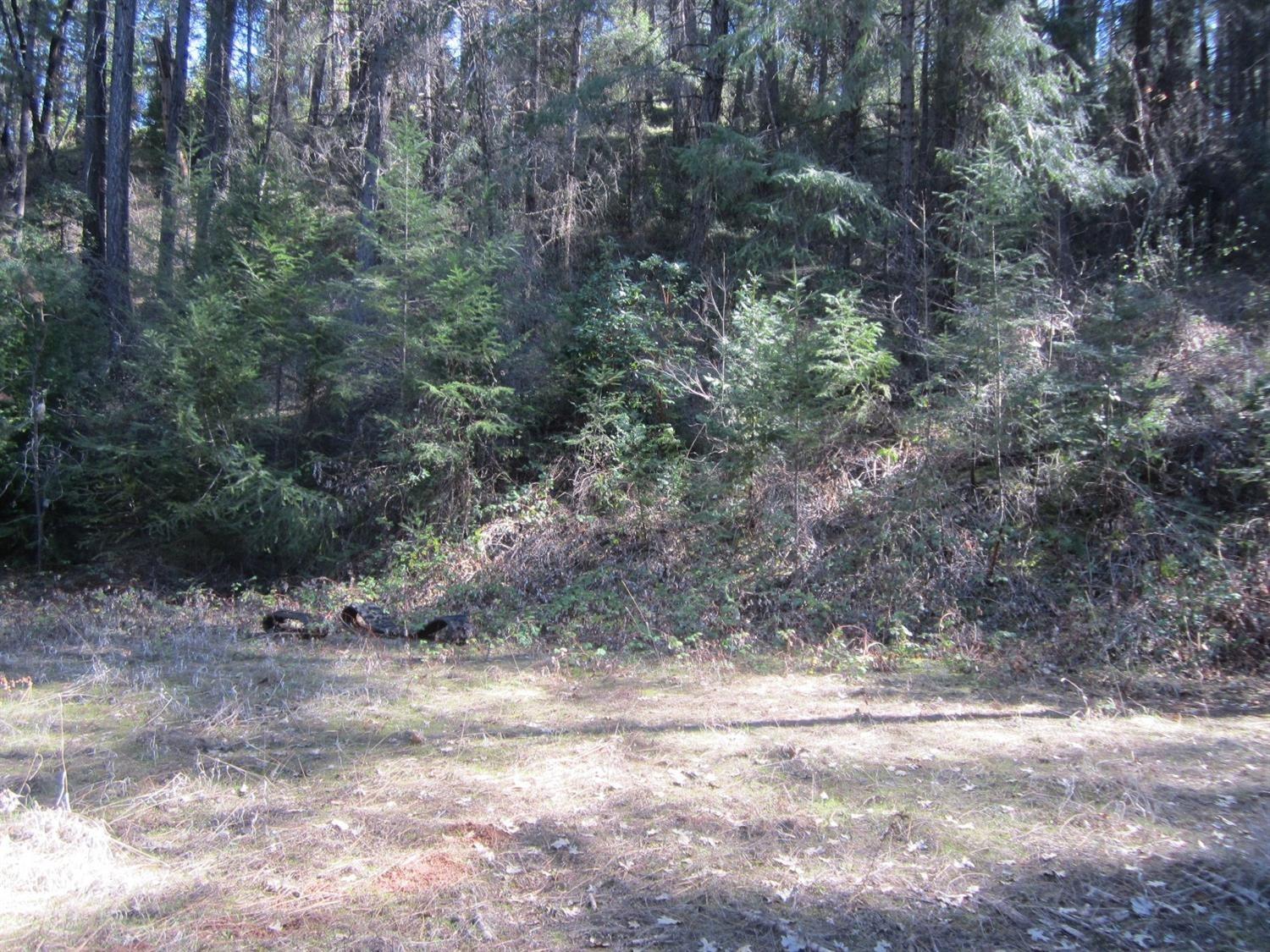 a view of a yard with large trees