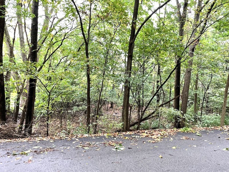 a backyard of a house with lots of trees