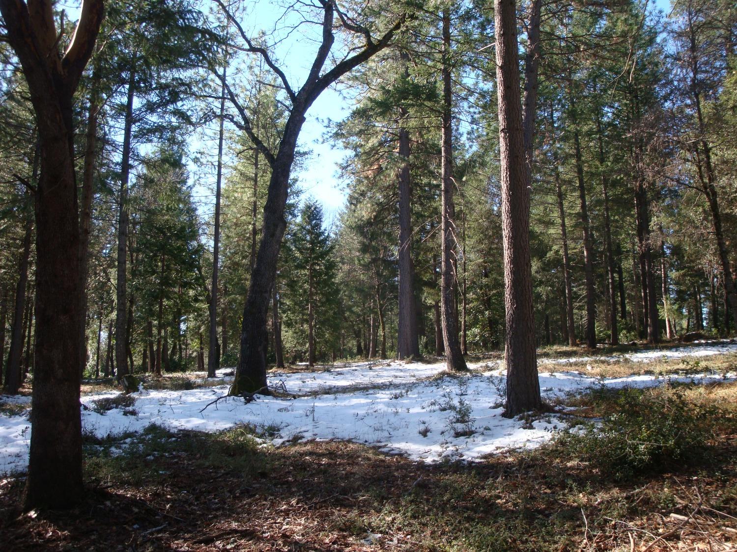 a view of outdoor space with trees