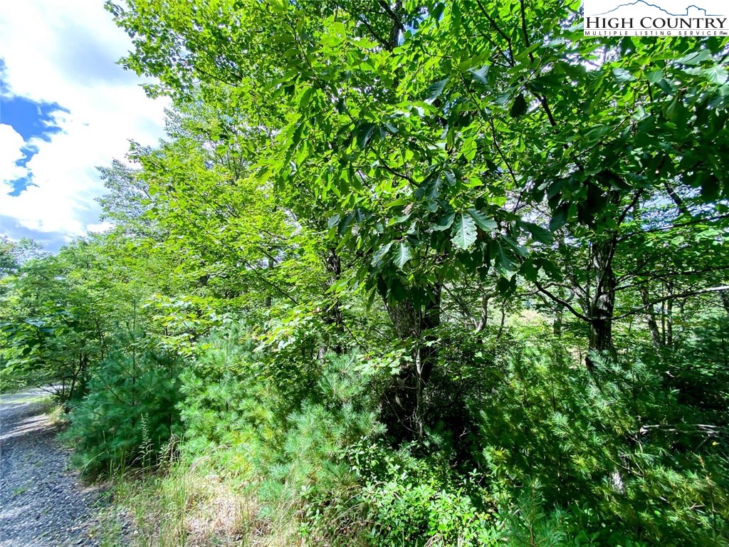 a view of a lush green forest