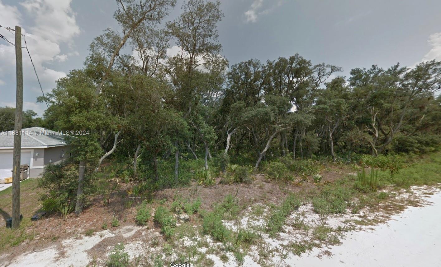 a view of a forest filled with trees