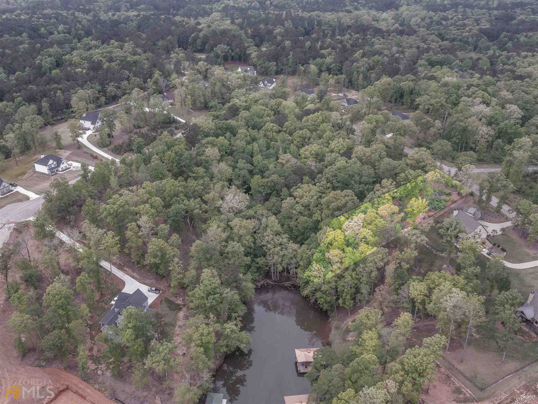 a view of a forest with a tree