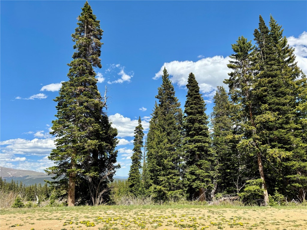 a view of a tree with a yard