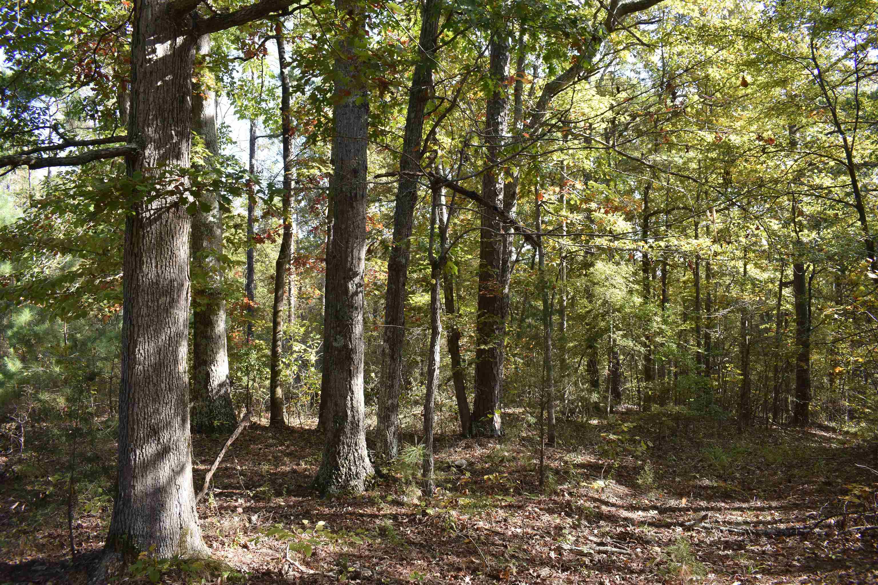 a view of forest