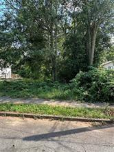 a view of a yard with plants