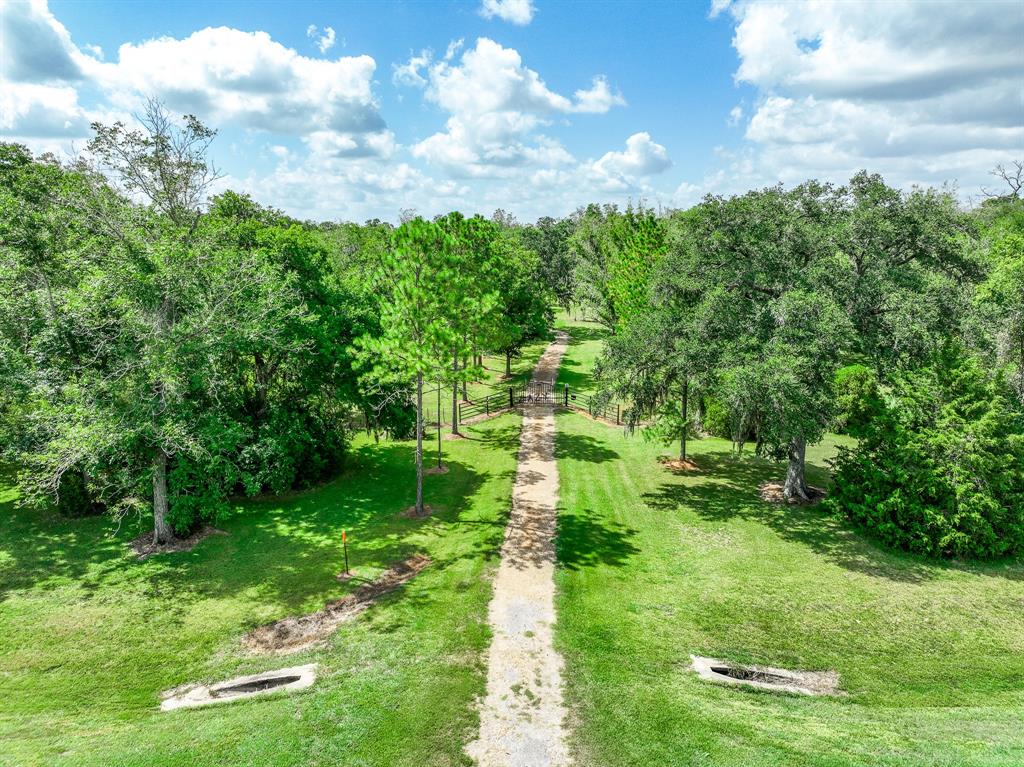 a lush green forest with lots of trees in it