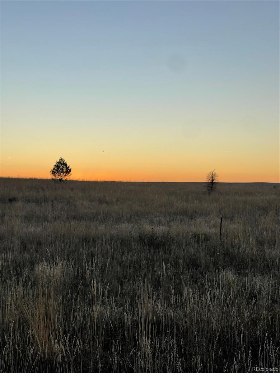 a view of a big yard with a large tree