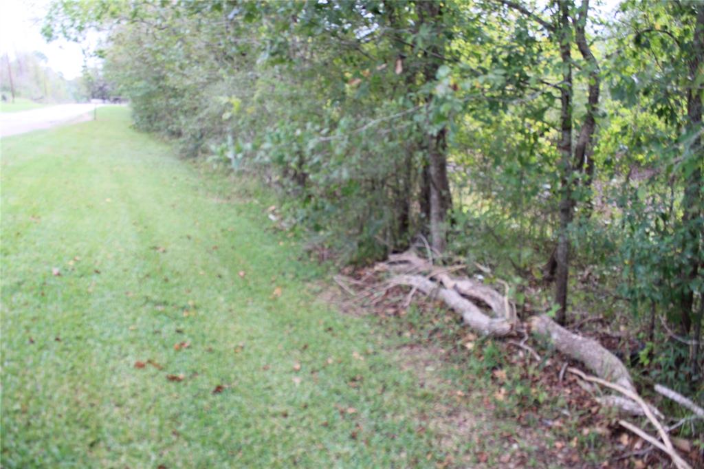 a view of a forest with a tree