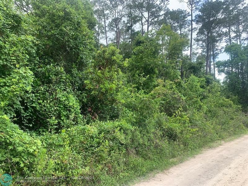 a view of a lush green forest