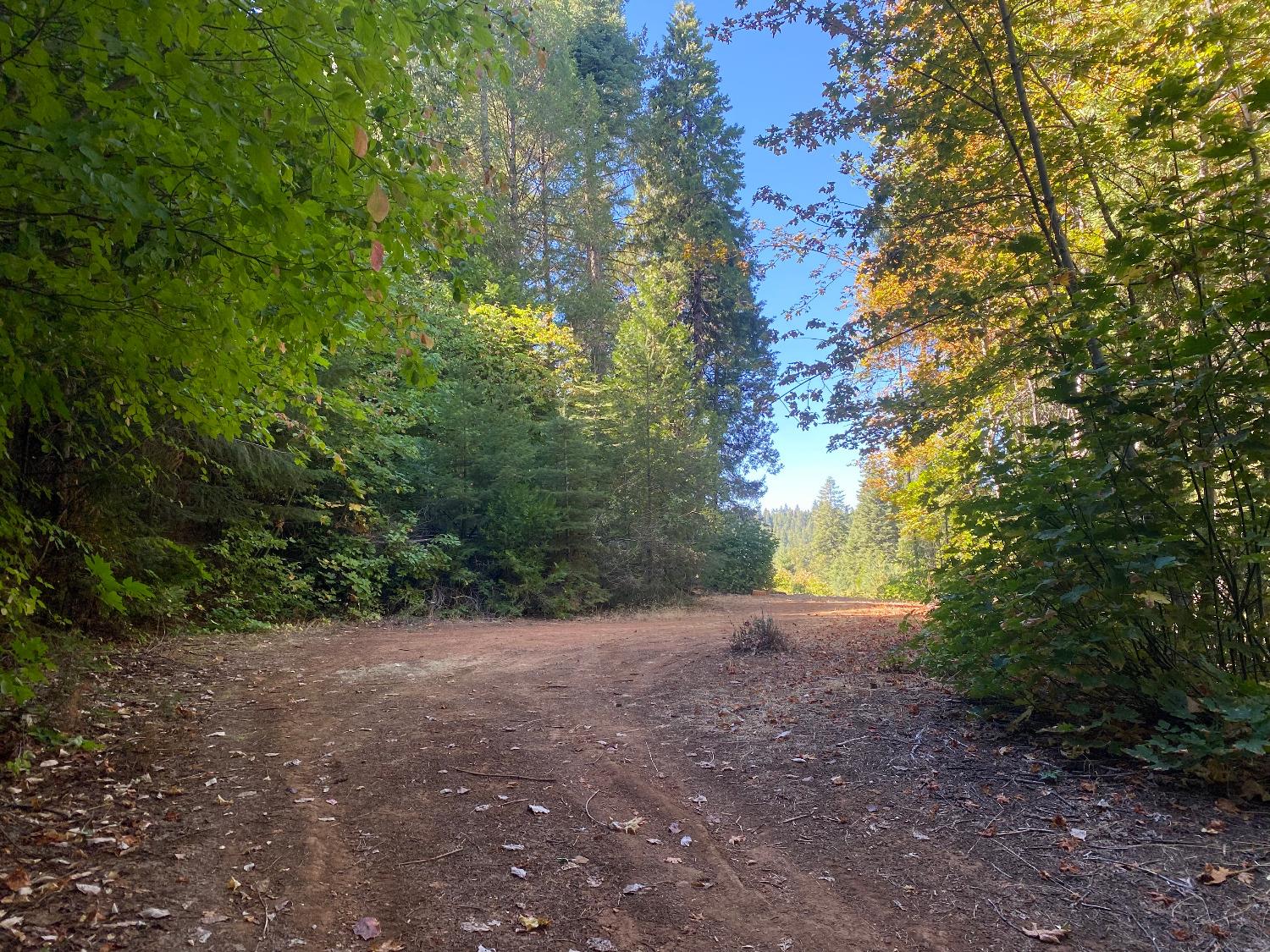 a view of a forest with trees in the background