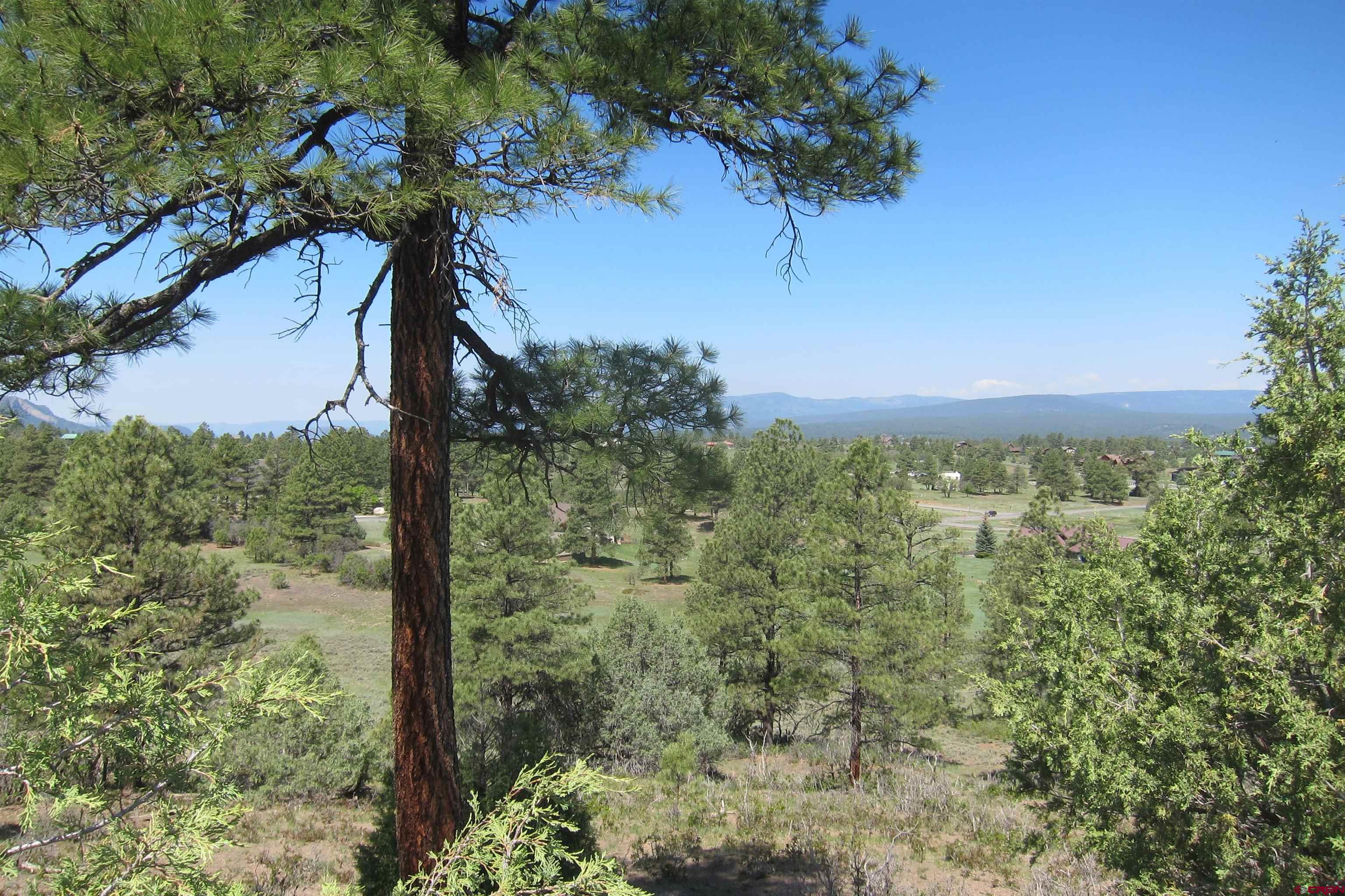 a picture of a tree with a tree in the background