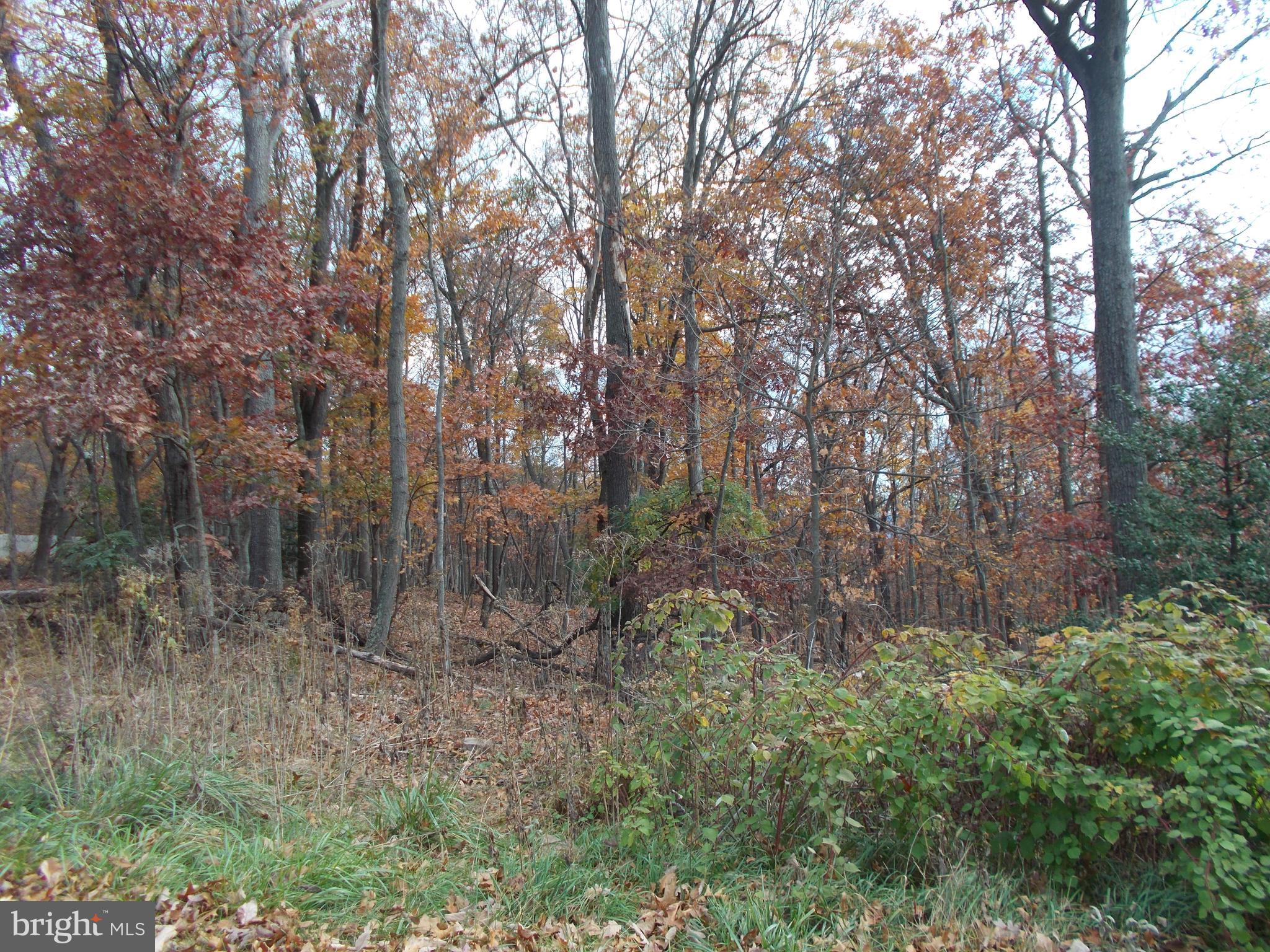 a view of a forest with trees in the background