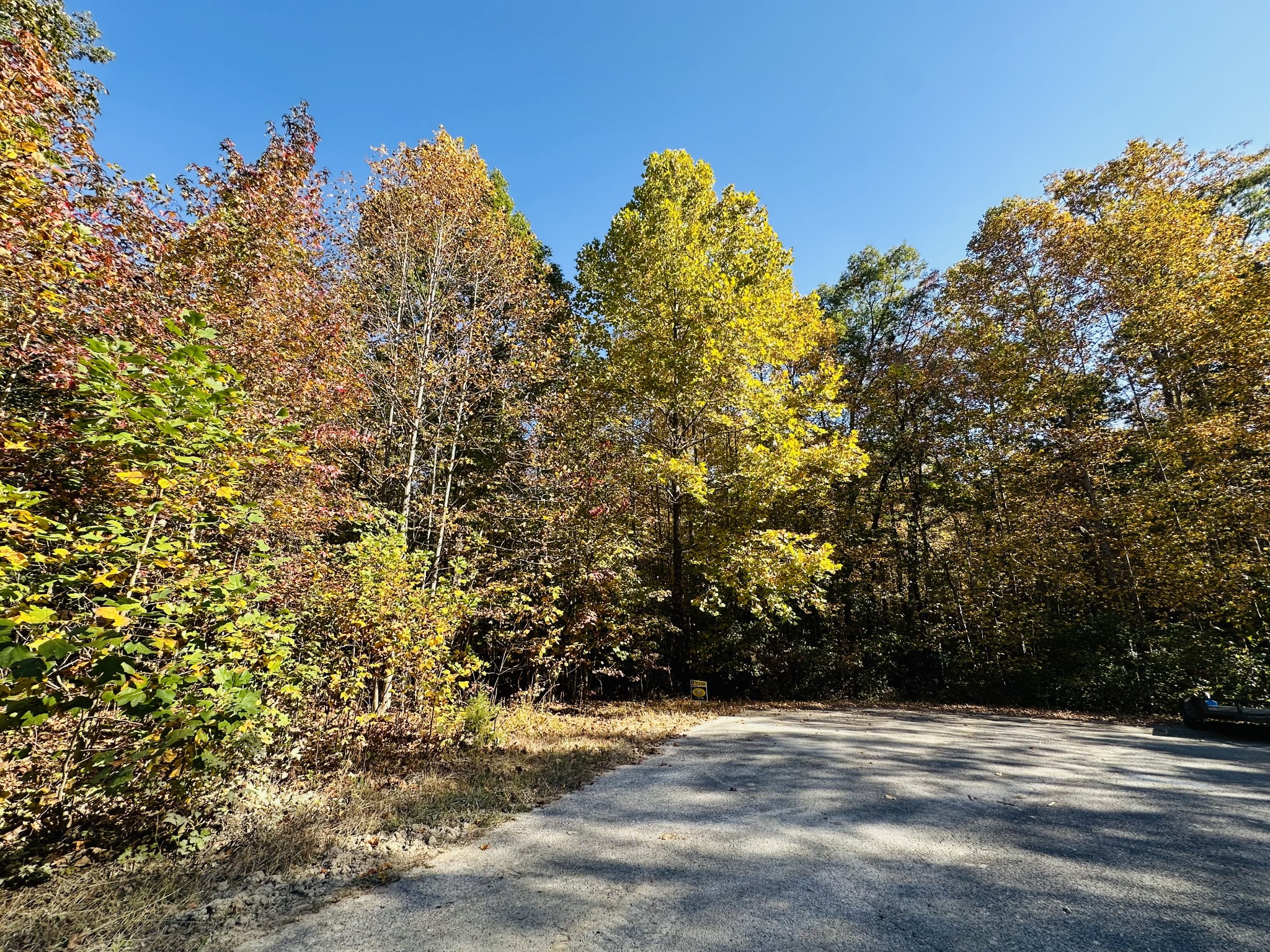 a view of a yard with plants and trees