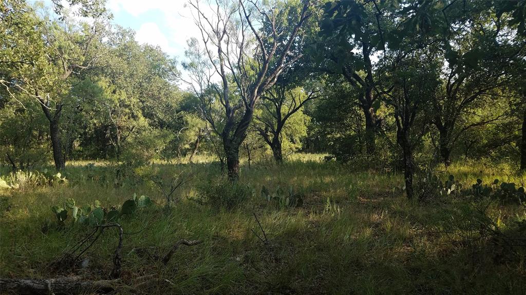 a view of a lush green forest