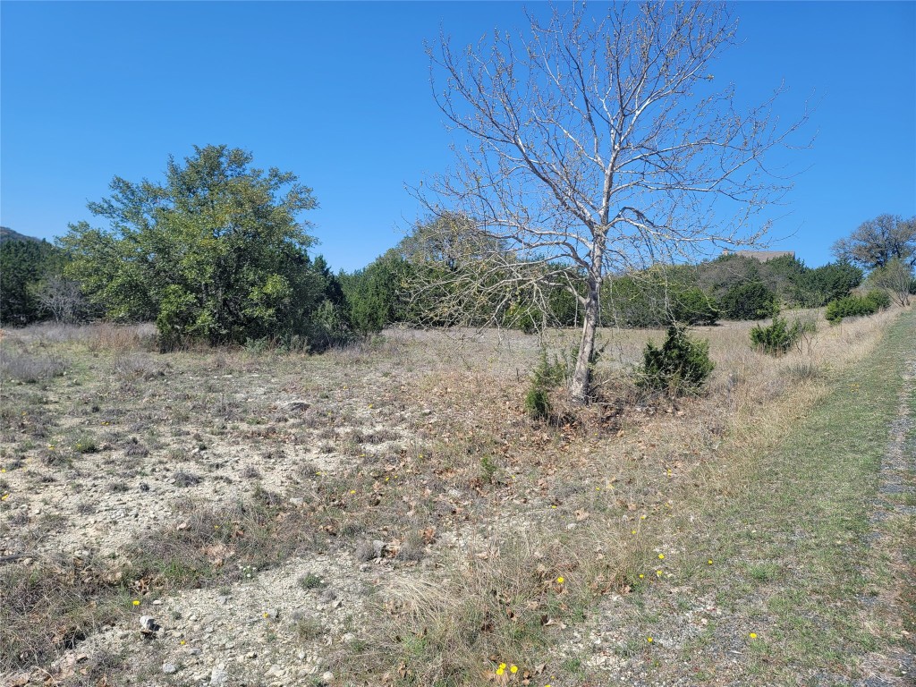 a view of a forest with trees in the background