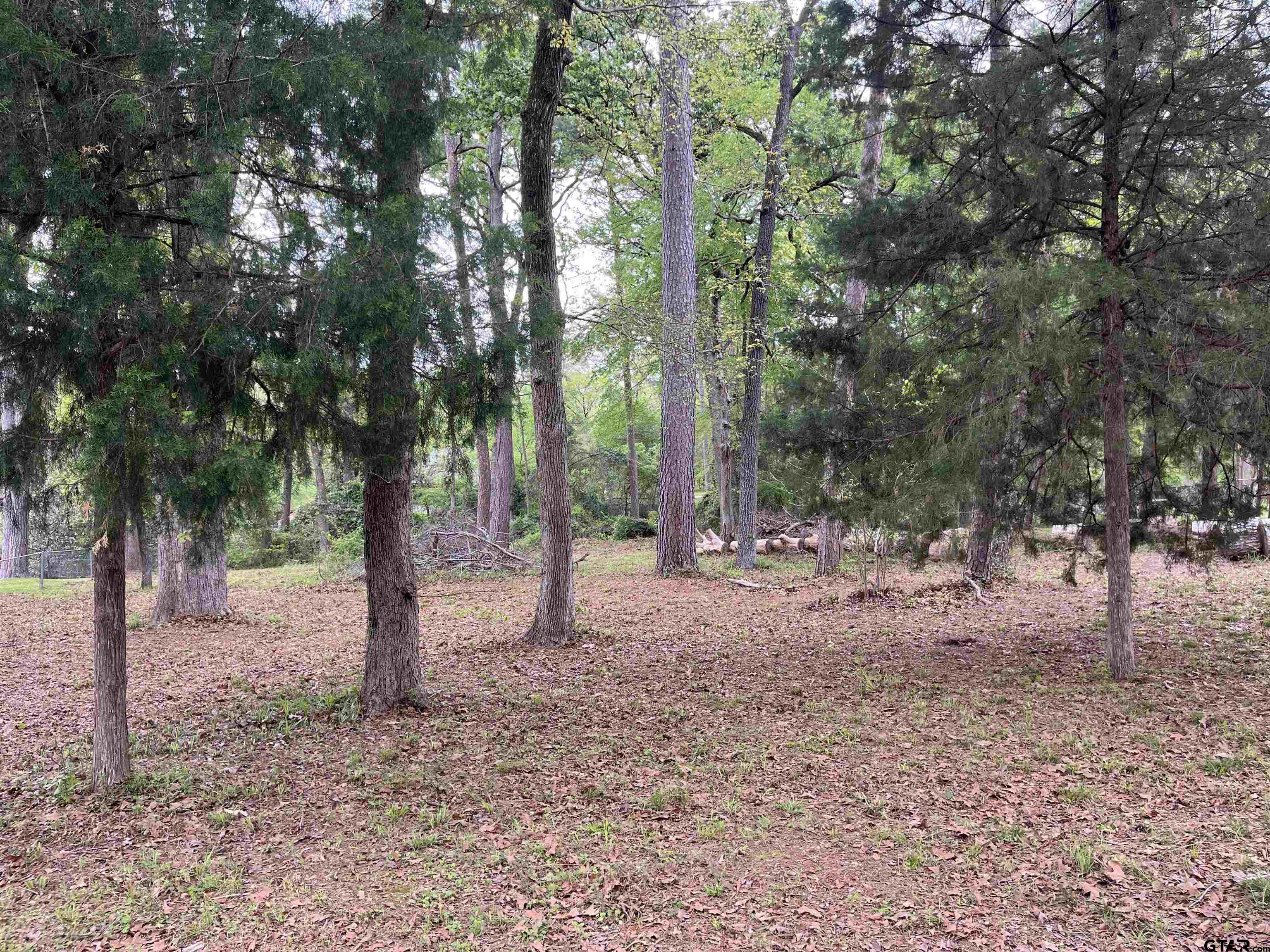 a view of a tree in the forest