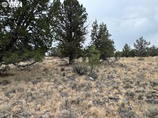 a view of a dry yard with trees