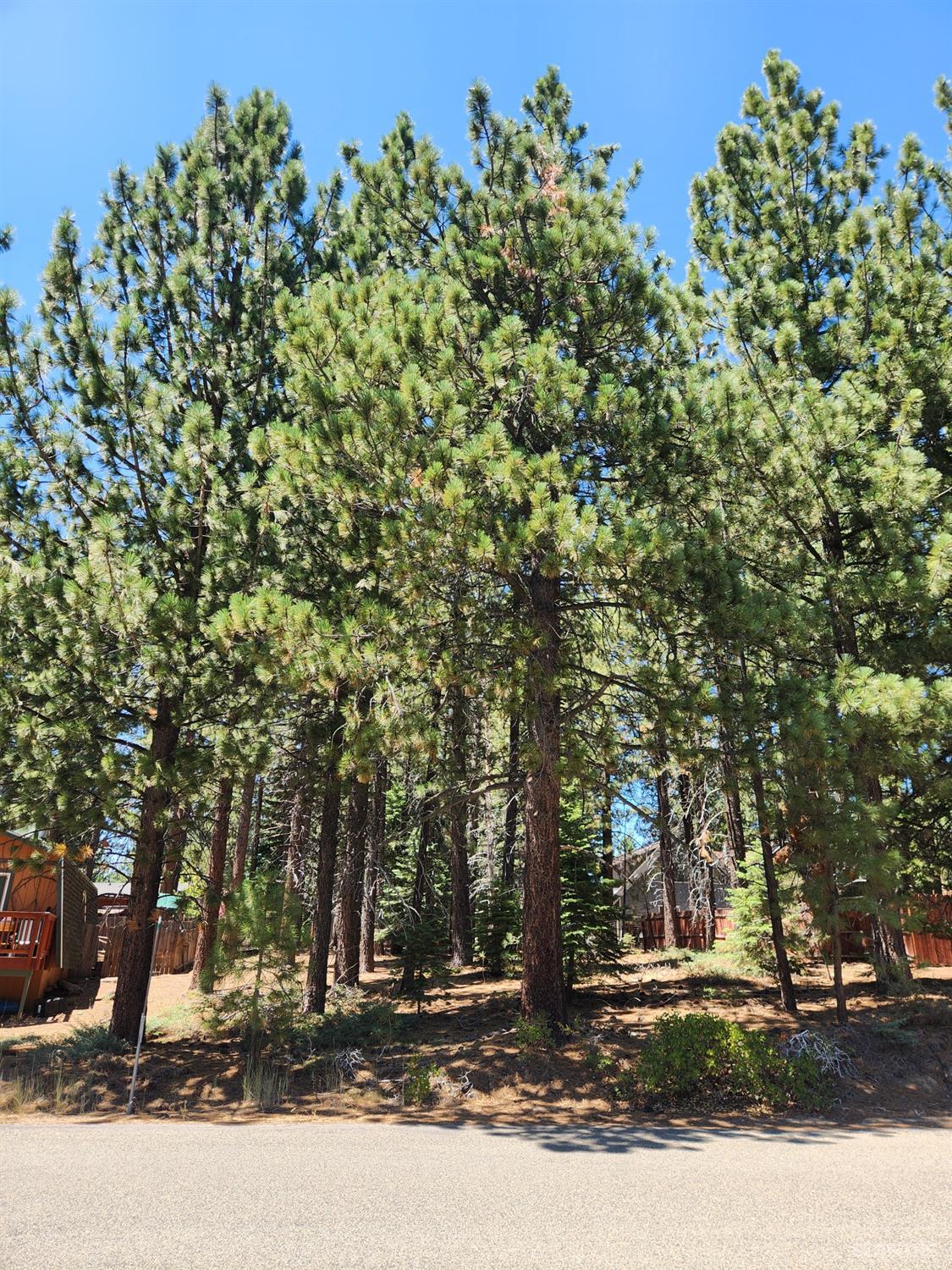 a street view with large trees