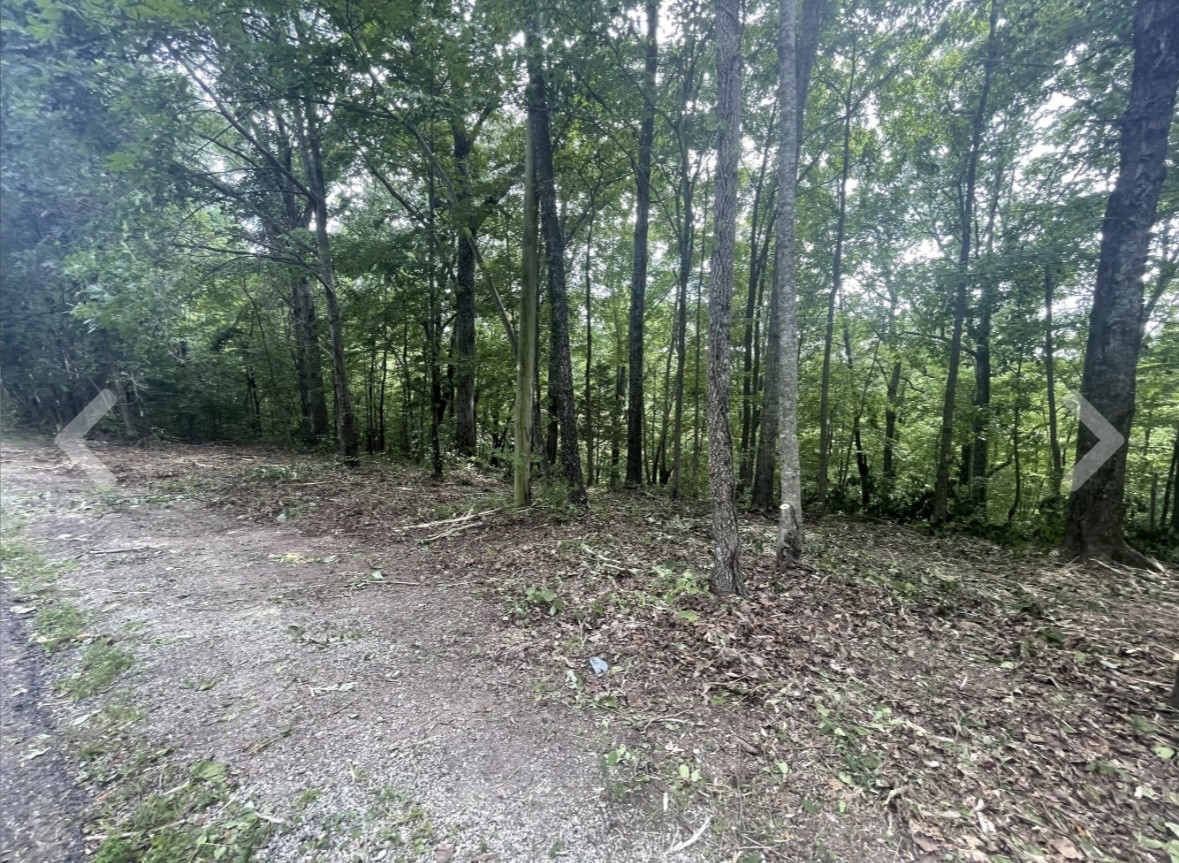 a view of a forest with trees in the background