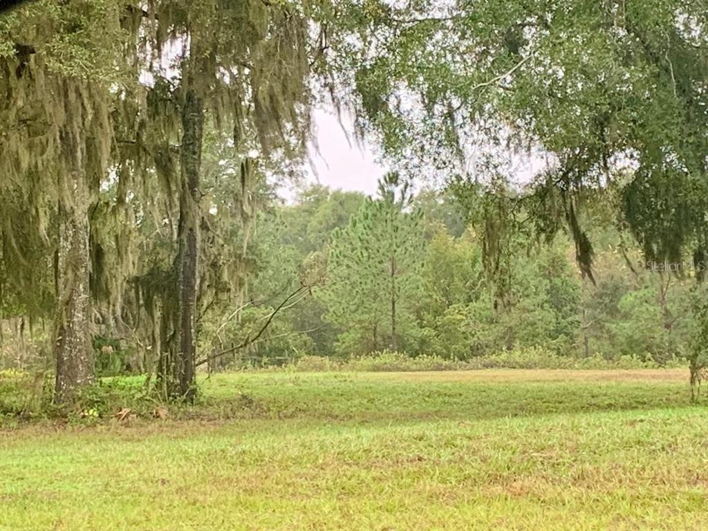 a view of a yard with large trees