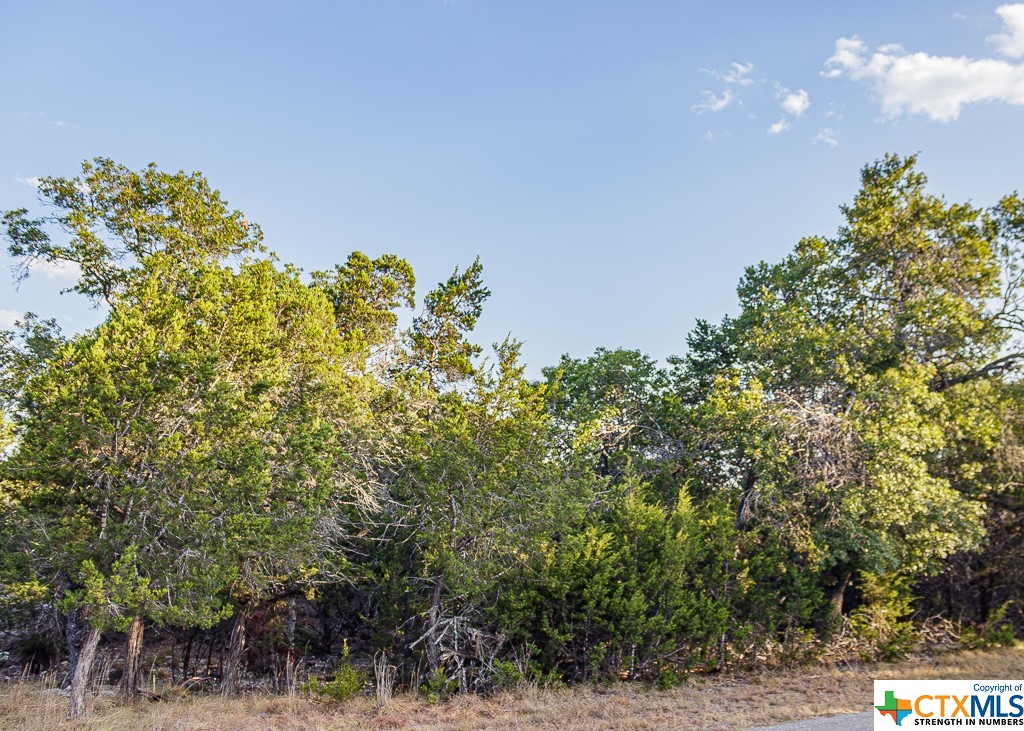 a view of a bunch of trees