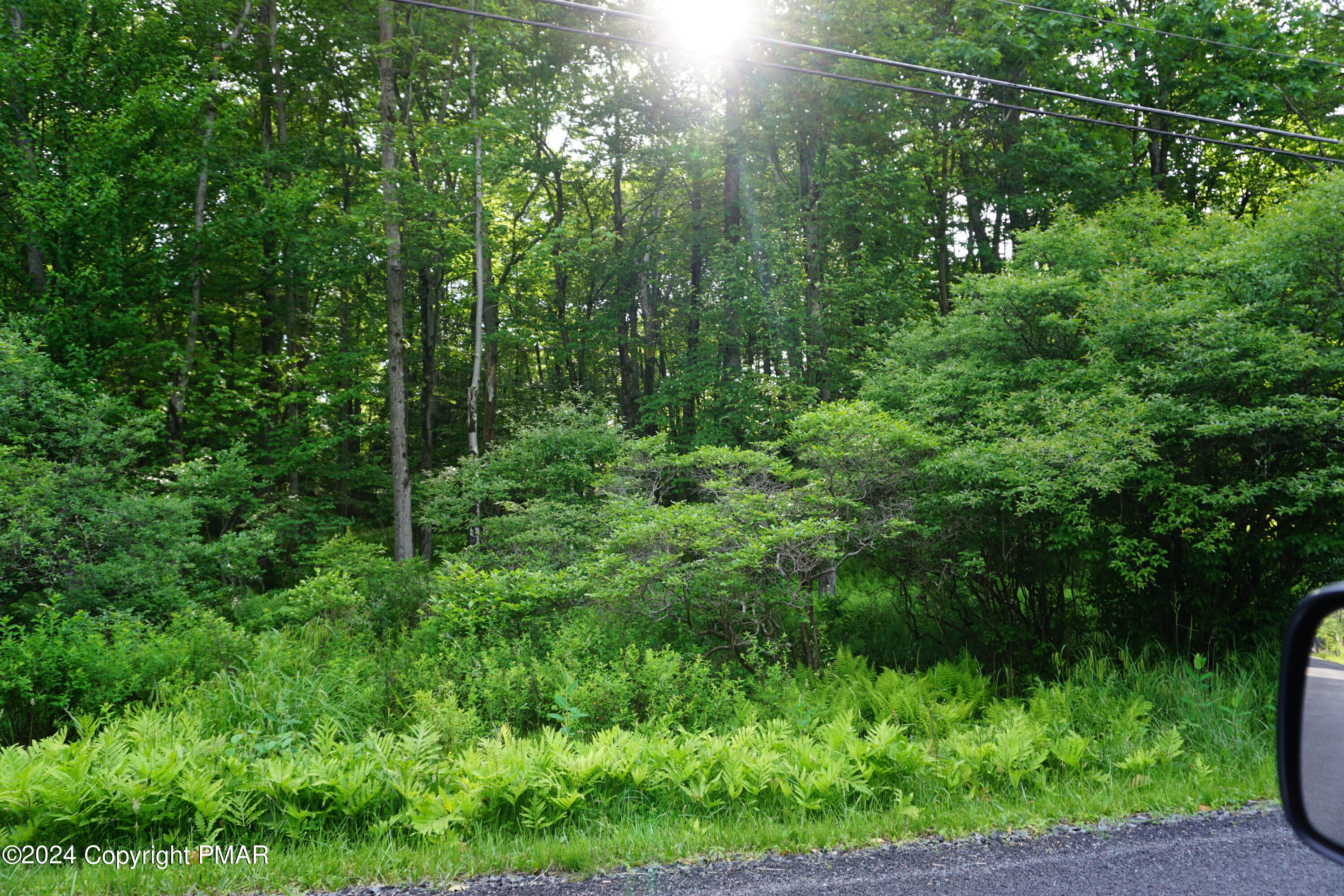 a view of a lush green forest