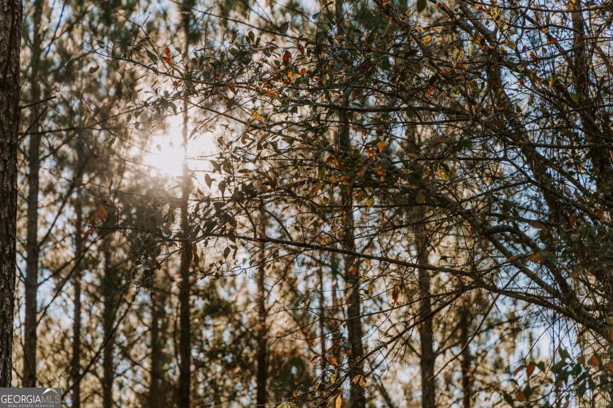 a view of tree