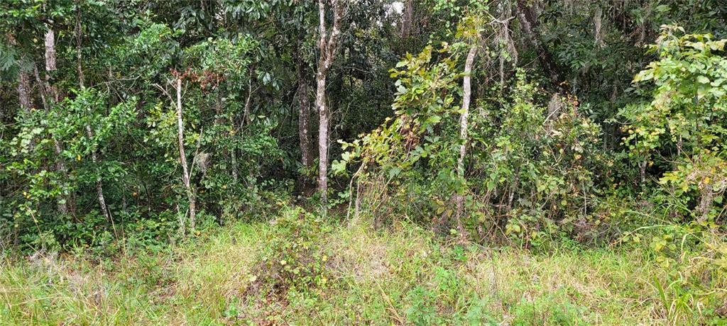 a view of a lush green forest