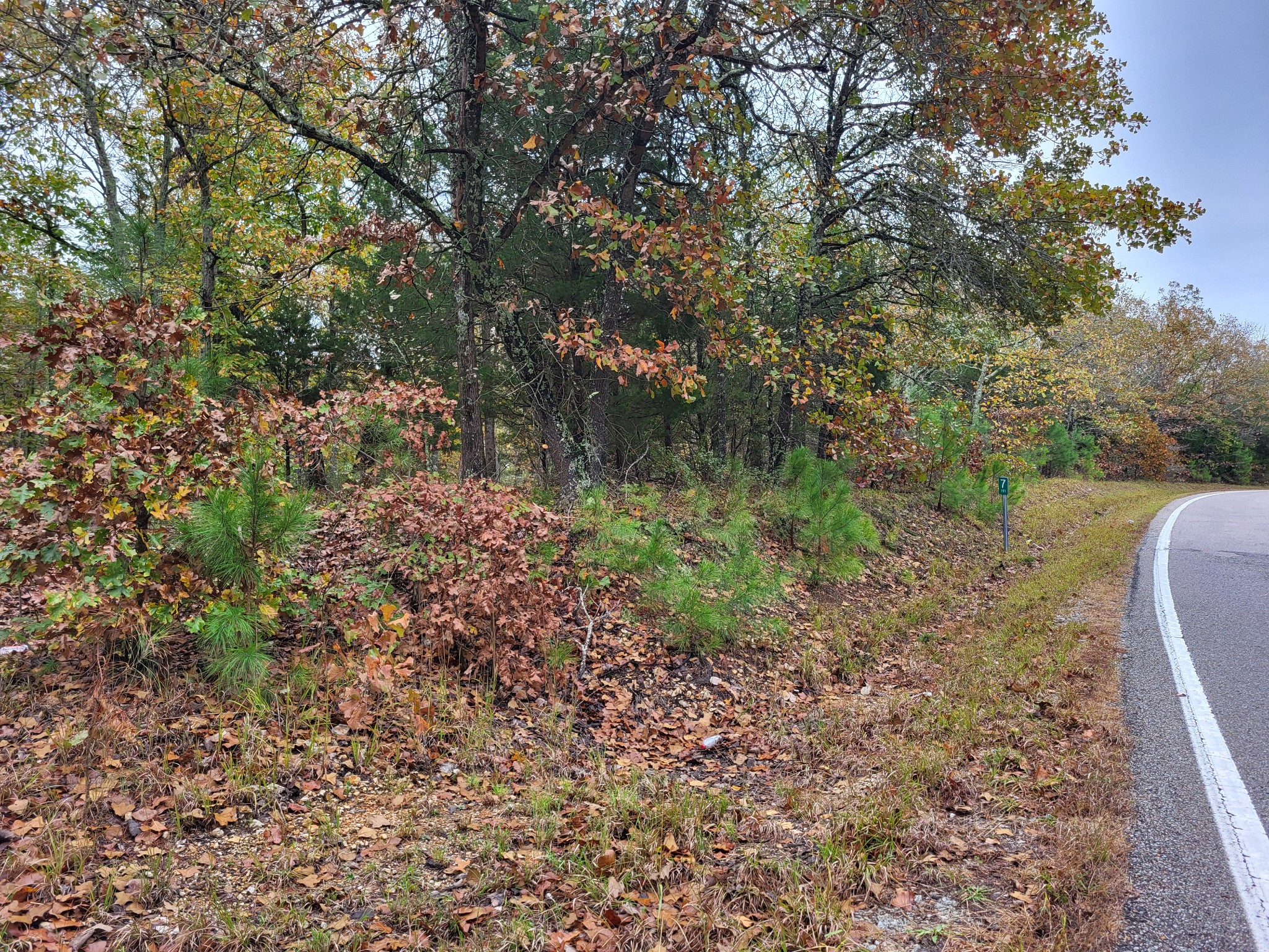 a view of a forest with a tree