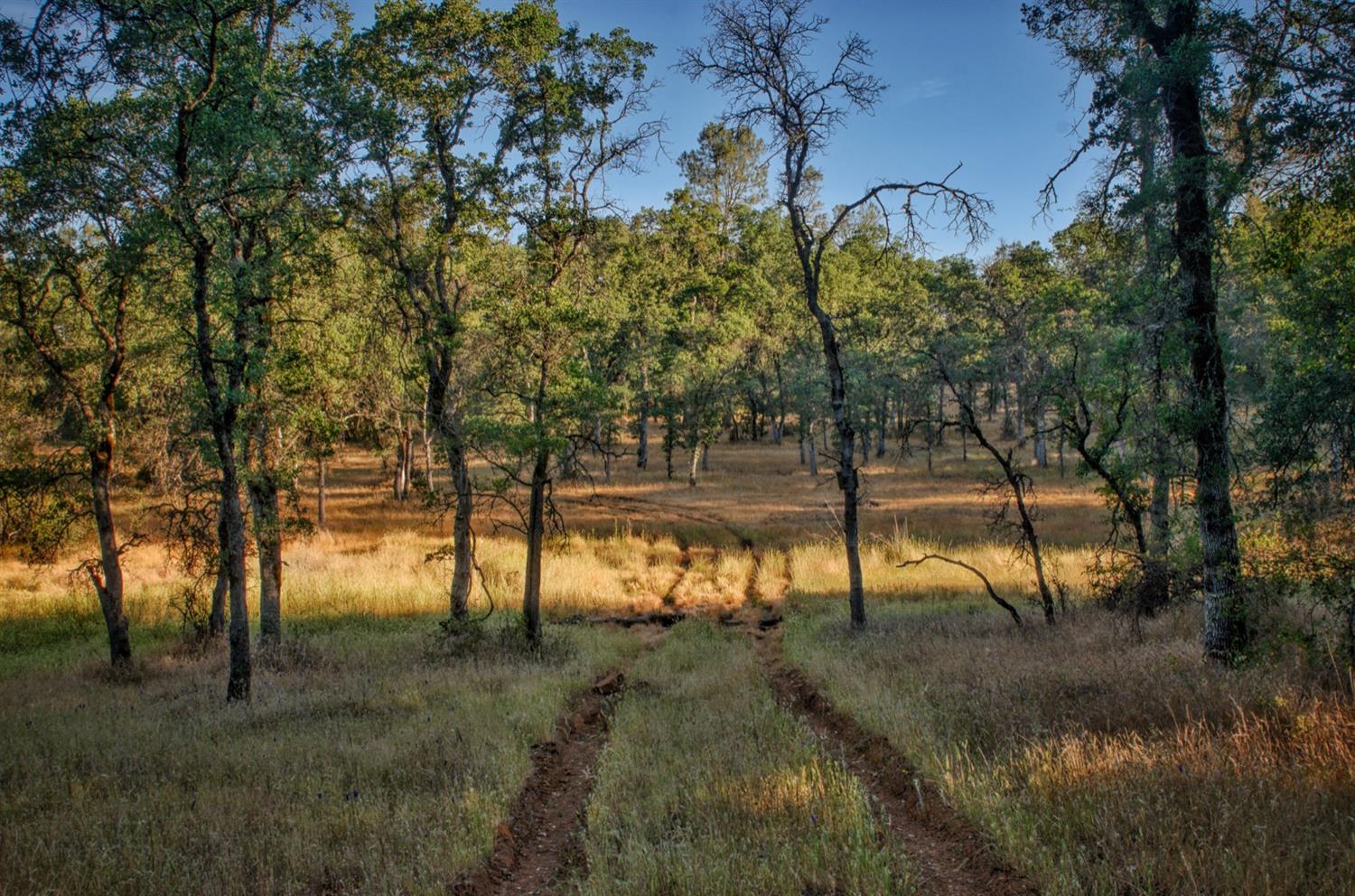 a view of a yard with a tree