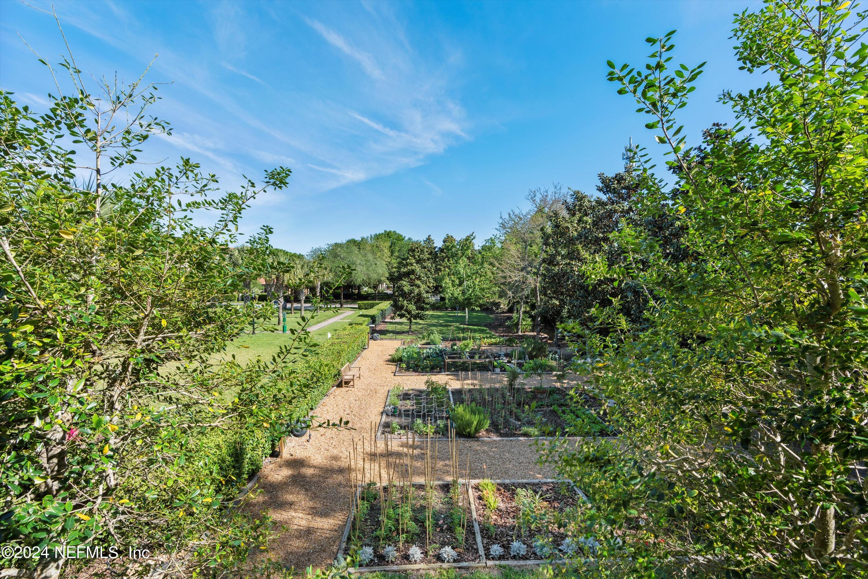 a view of a yard with plants and large trees