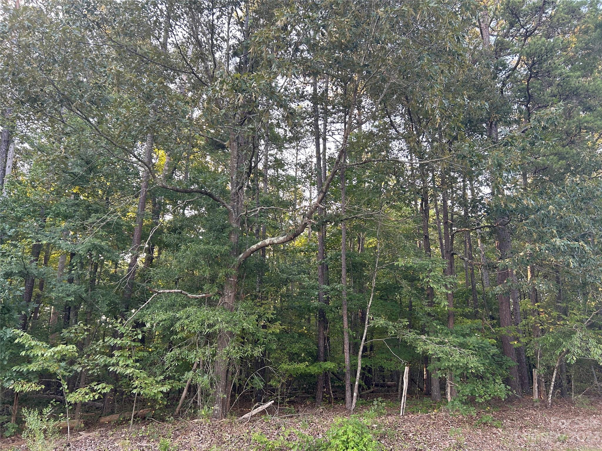 a view of a forest filled with trees