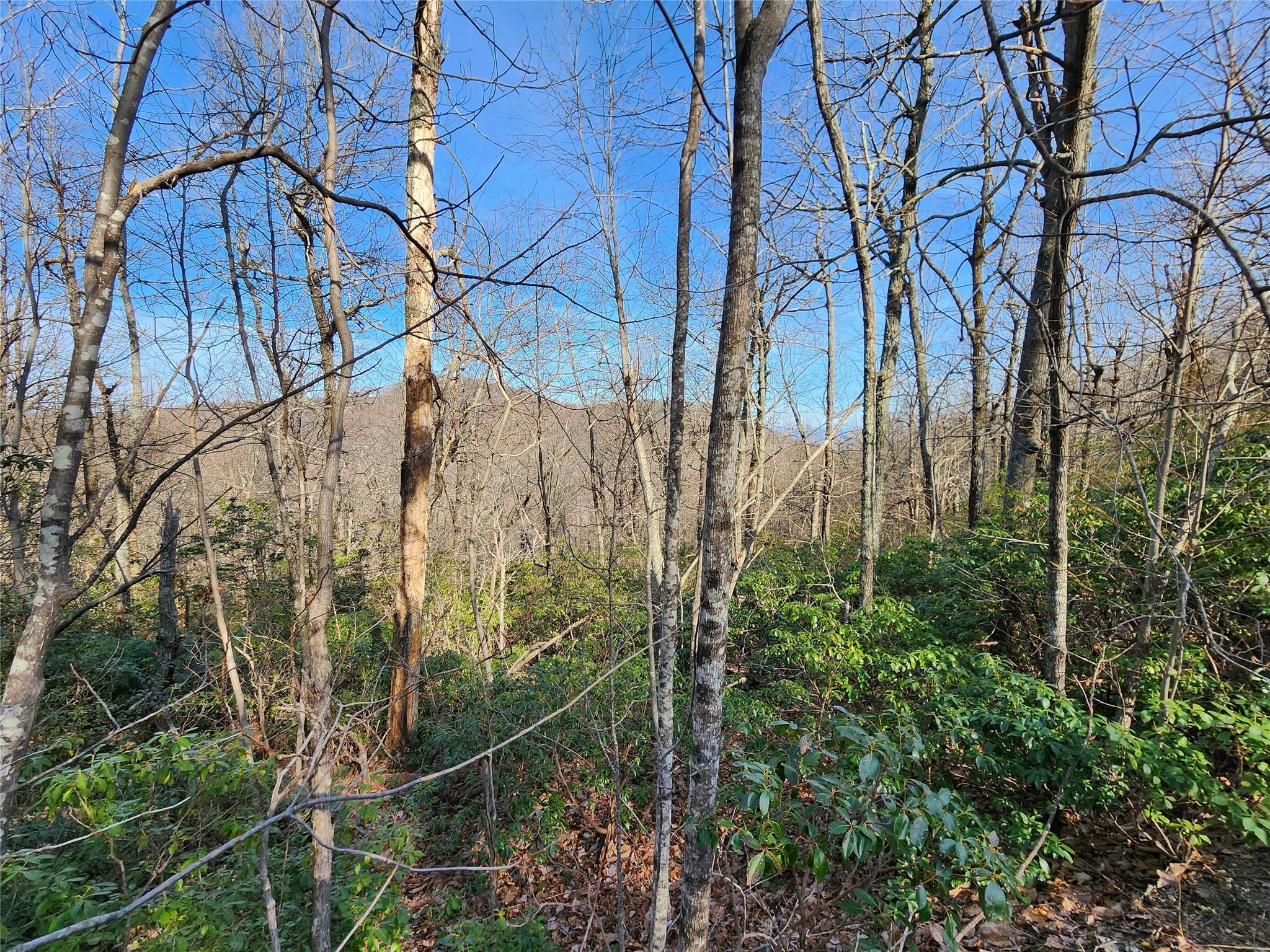 a view of forest