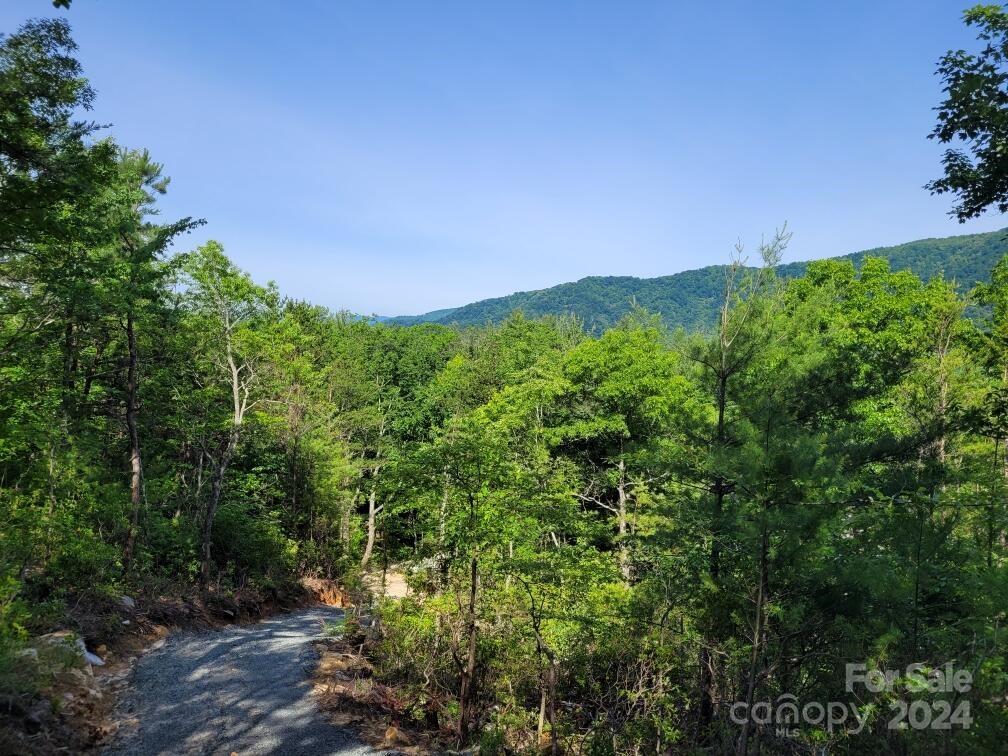 a view of a lush green forest