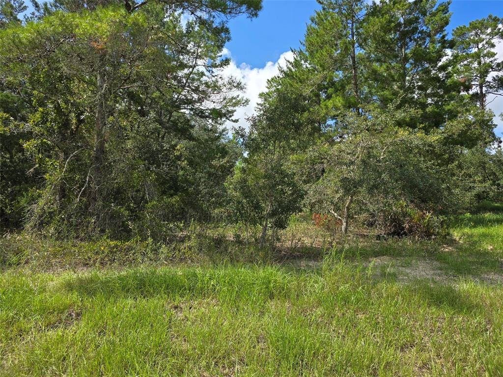 a view of a lush green space