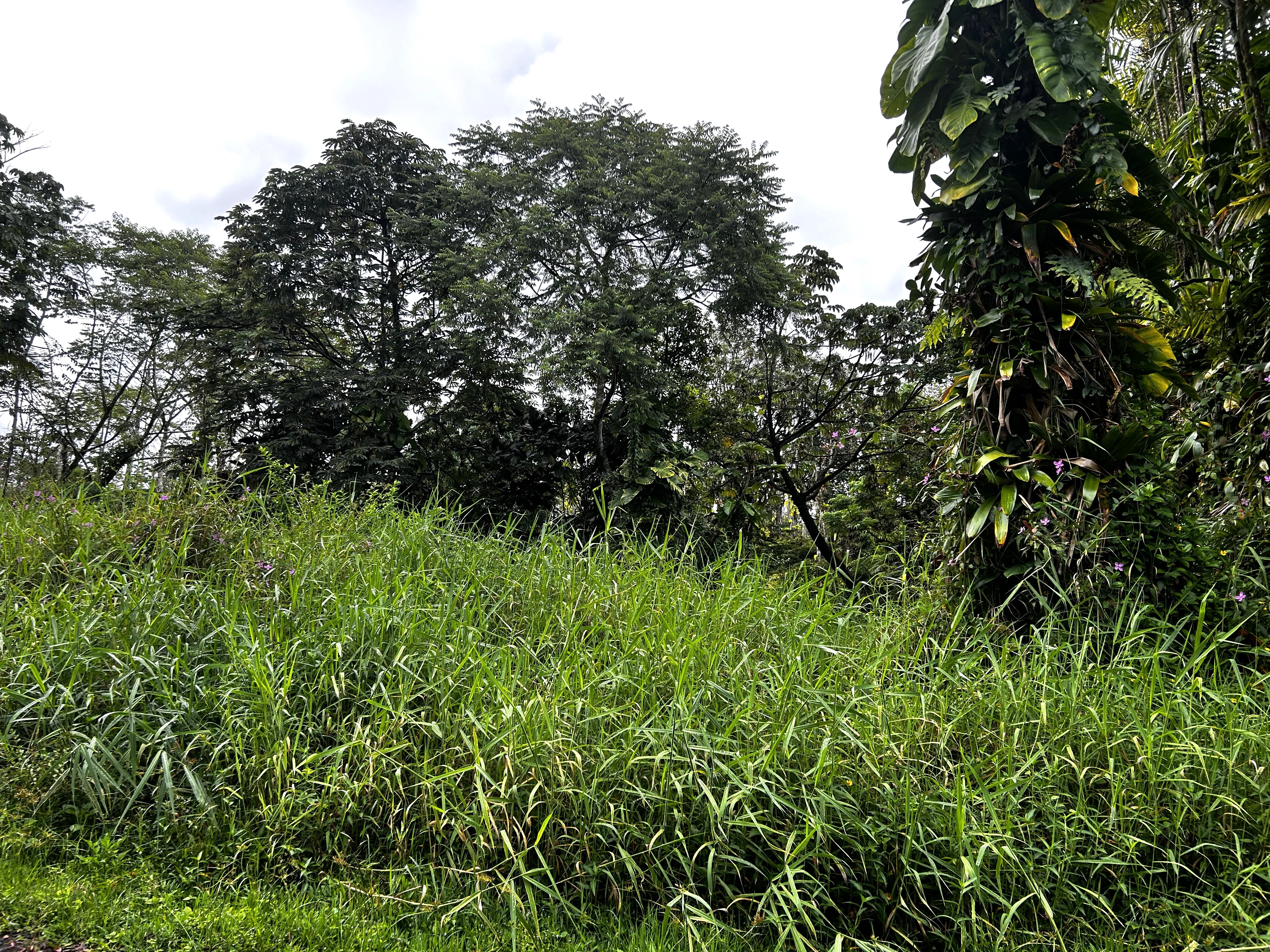 a view of a lush green space