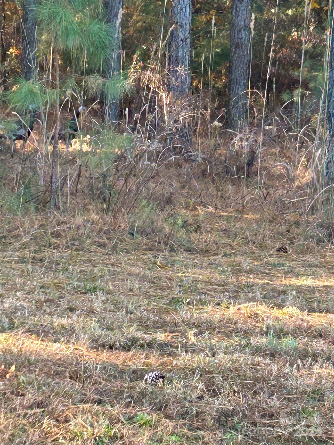 a view of a yard with a tree