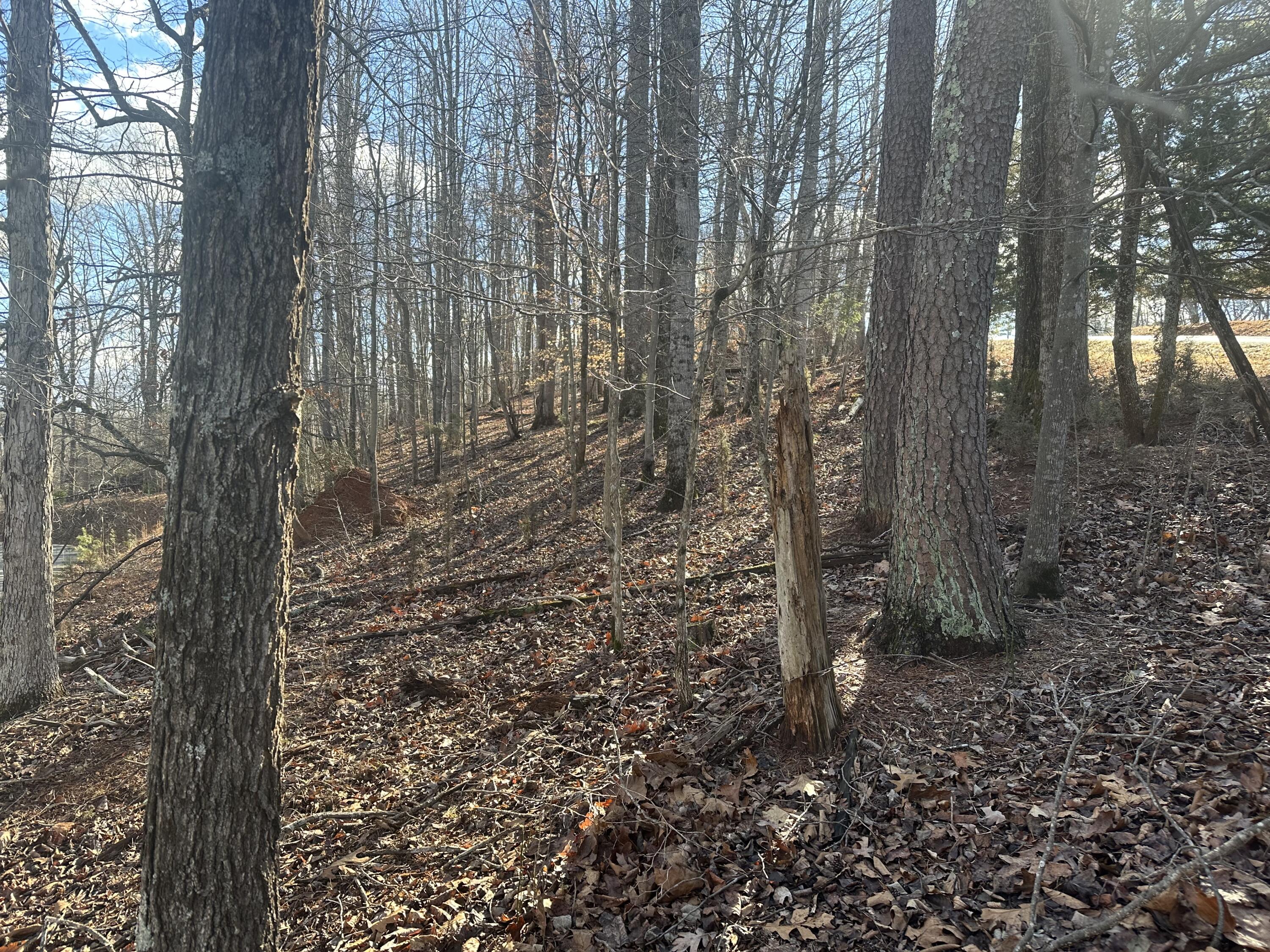 a view of a forest with trees