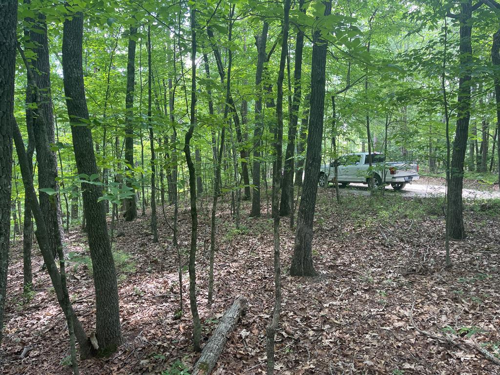 a view of trees in the forest