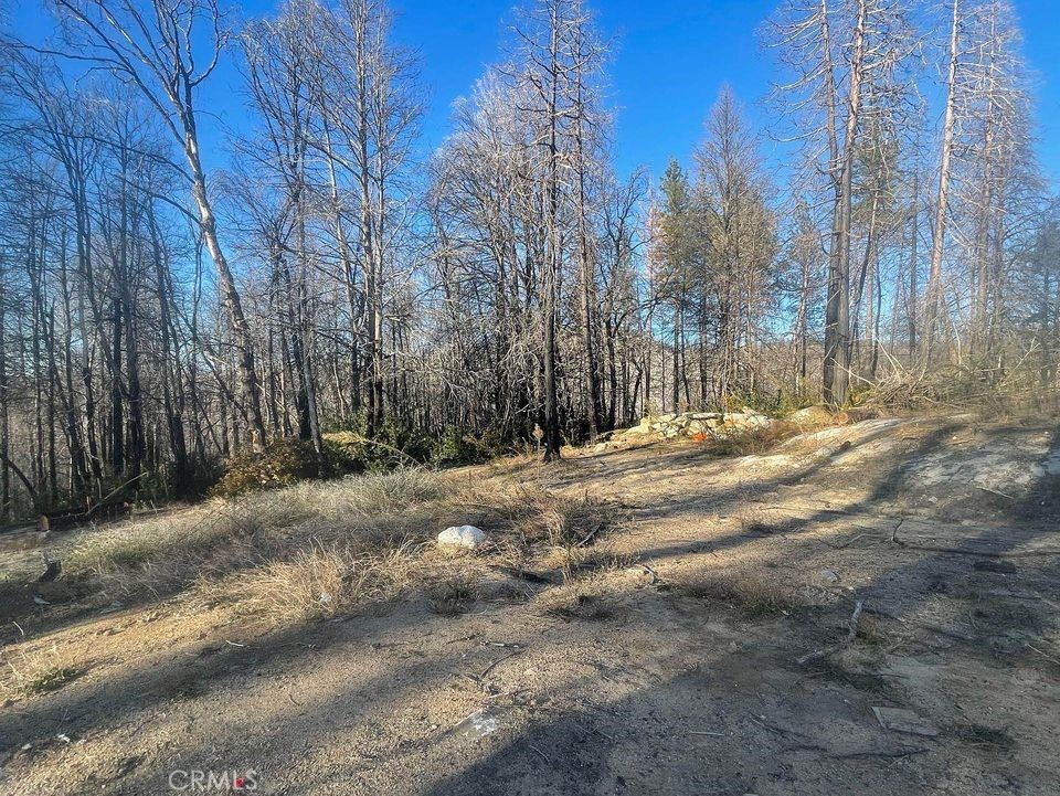 a view of pathway covered with tall trees