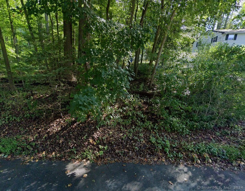 a view of a forest with plants and a bench