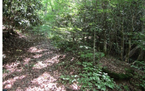 a view of a lush green forest