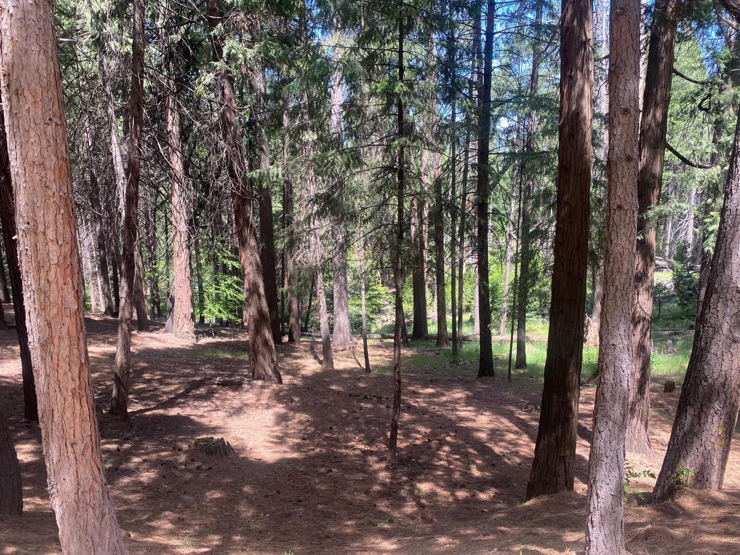 a view of a forest with trees