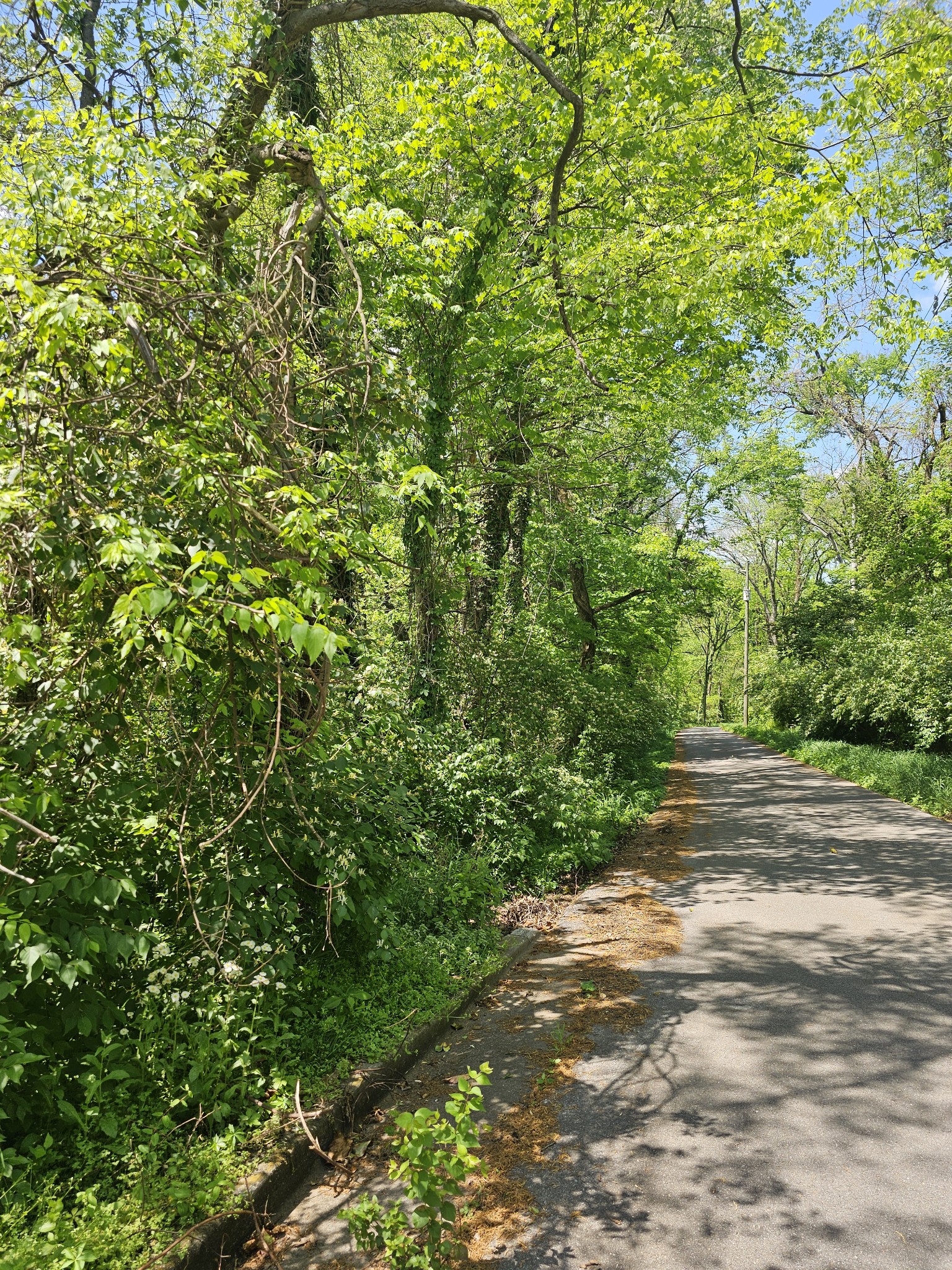 a view of a yard with a trees