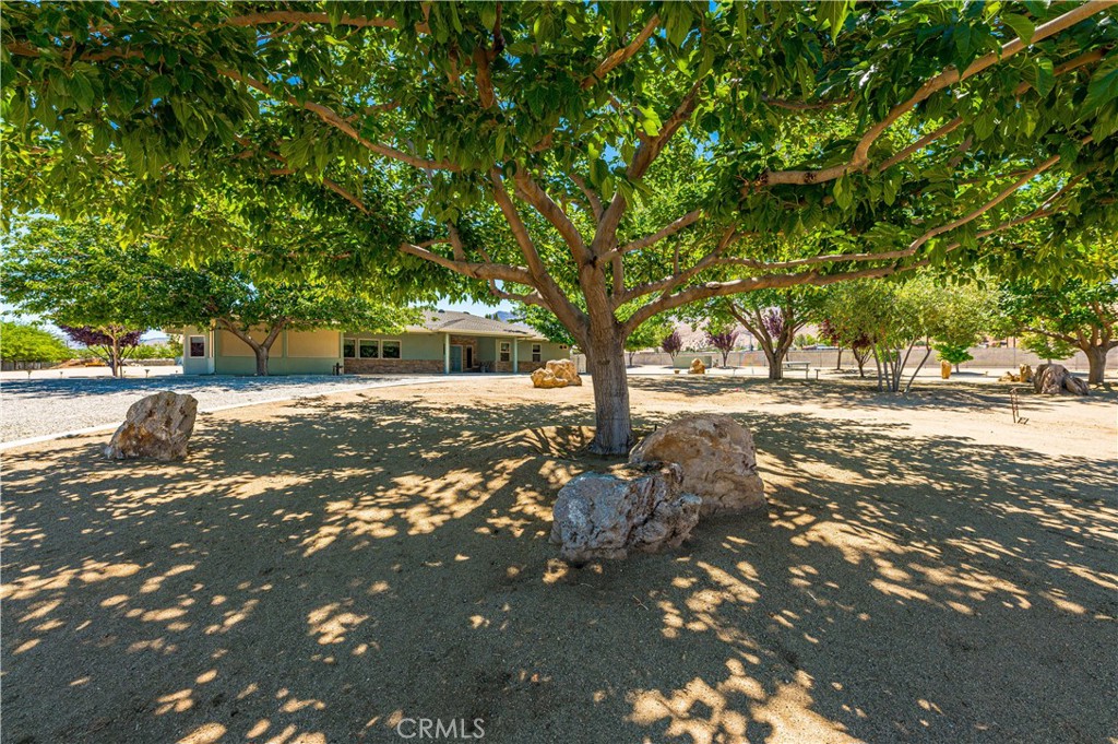 a view of yard with tree