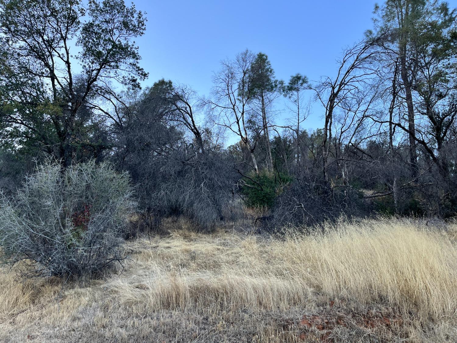 a view of outdoor space and trees