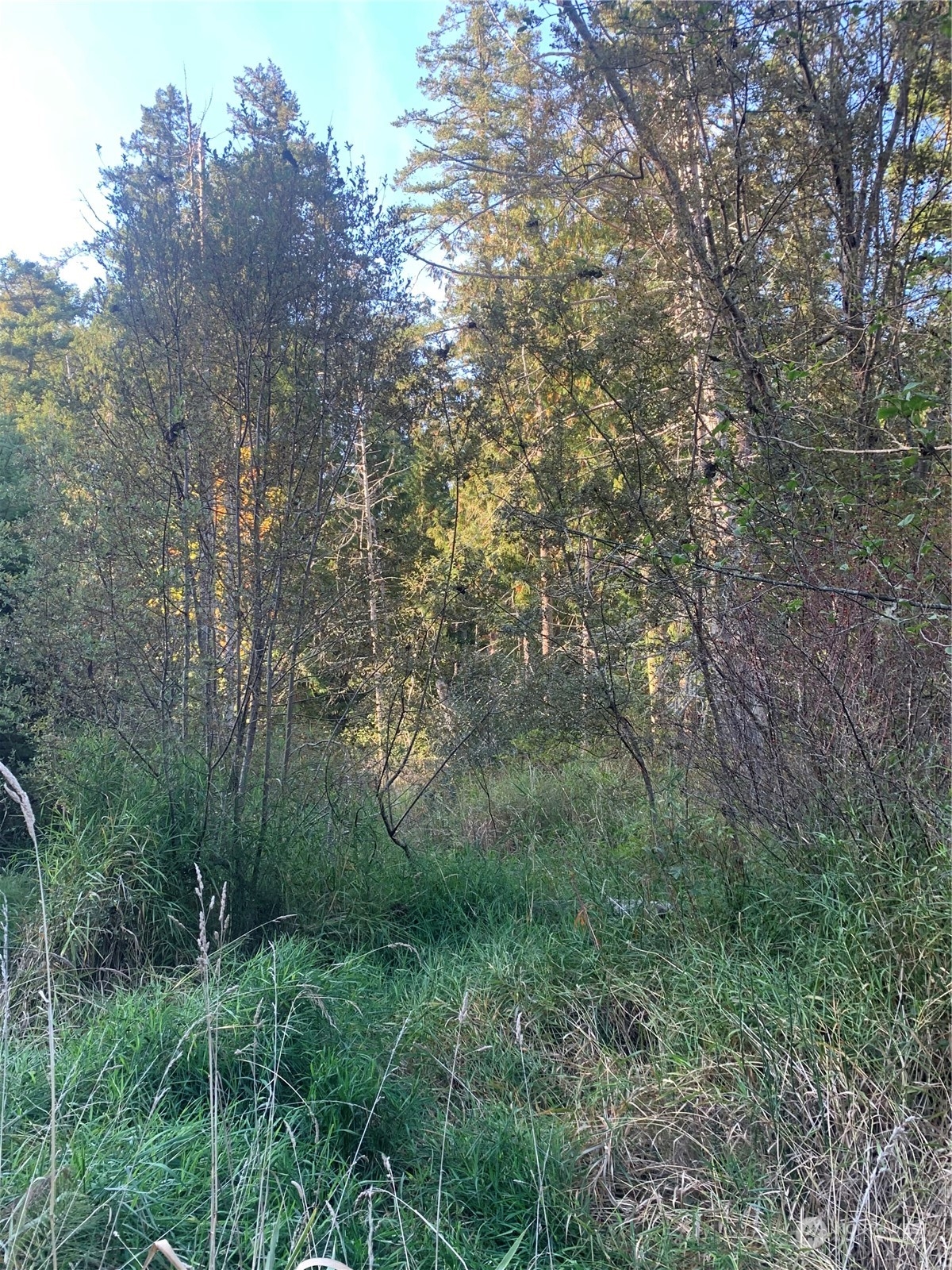 a view of a forest with a tree