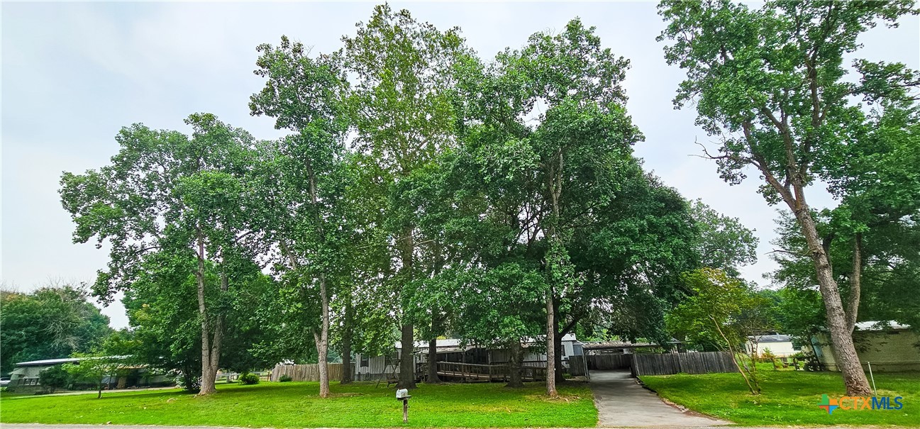 a garden view with large trees