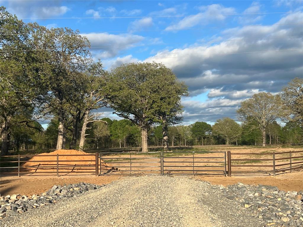 a view of a yard with large trees