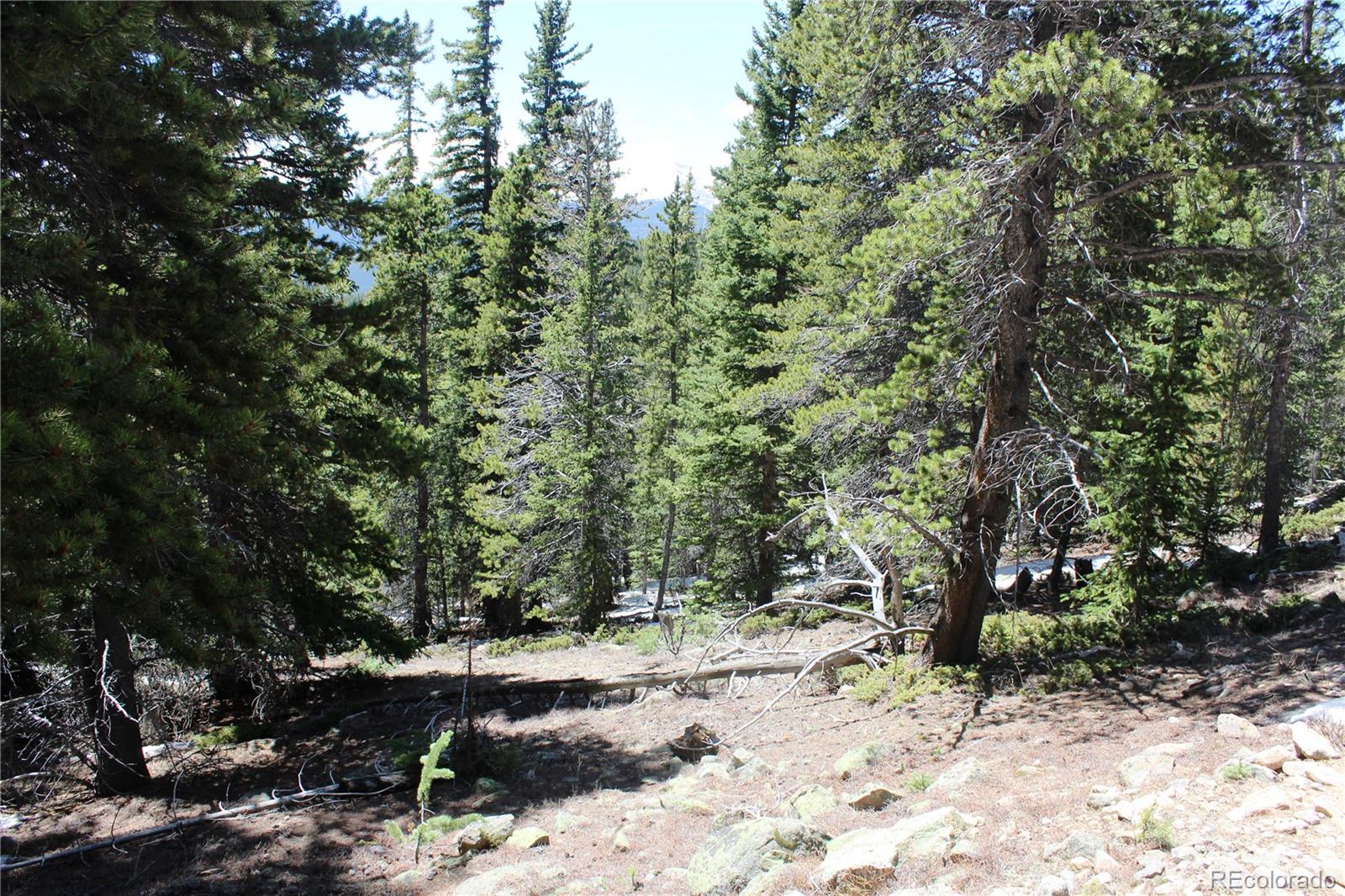 a view of a forest filled with trees